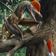 Imagen para el artículo titulado El primer animal conocido con pulgar oponible es una extraña mezcla de mono y dinosaurio volador